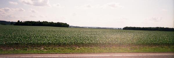Big cornfields